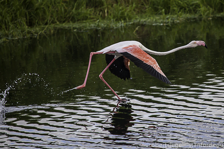 flamingo taking off